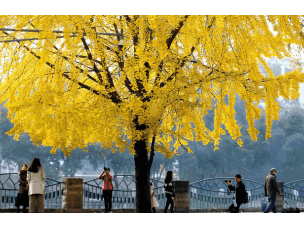 邁世視野：成都環衛工拋銀杏葉視頻意外走紅，快樂原來如此簡單